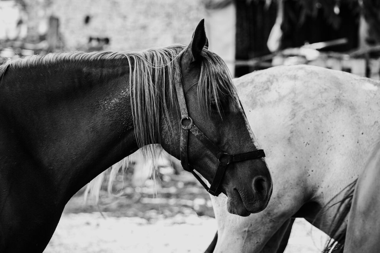Co na owady dla konia? Skuteczna ochrona w sezonie letnim