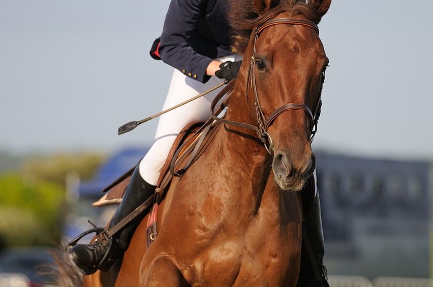 Szpicruta - co to jest i jak jej używać?