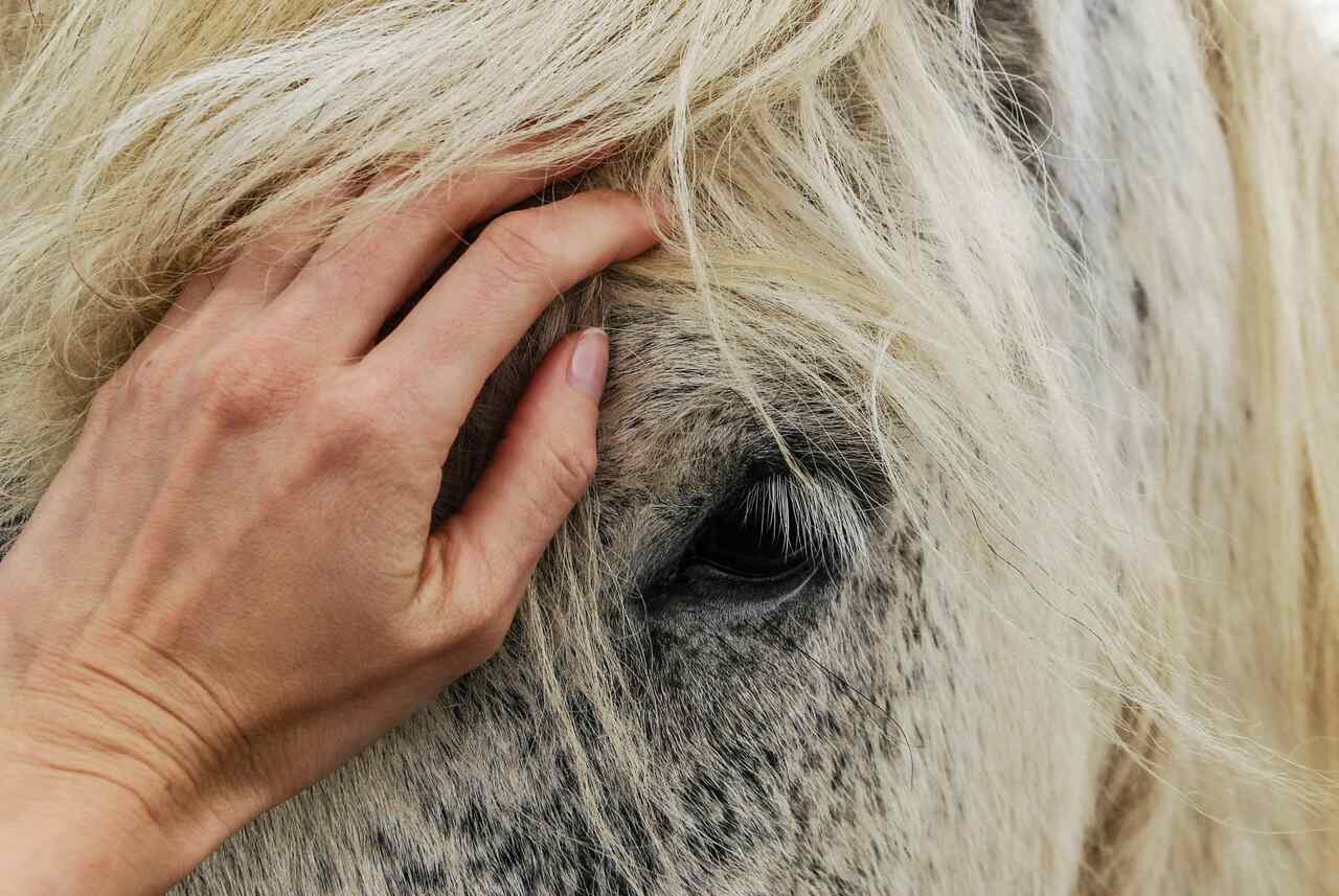 Pasożyty u koni – skąd się biorą? Jak odrobaczyć konia?