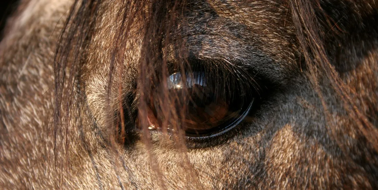 Jak widzi koń?