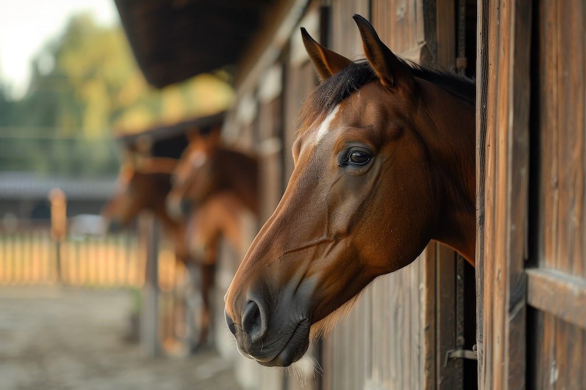 Jak dobrać idealne puśliska ujeżdżeniowe? Praktyczny poradnik dla każdego jeźdźca