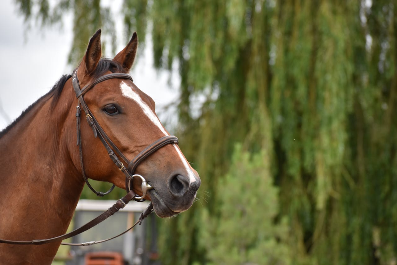 Jak zakładać ogłowie? Praktyczny przewodnik dla każdego jeźdźca