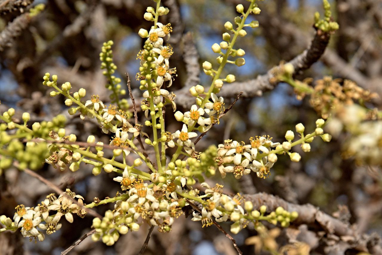 Boswellia dla koni – zastosowanie w obrębie aparatu ruchu