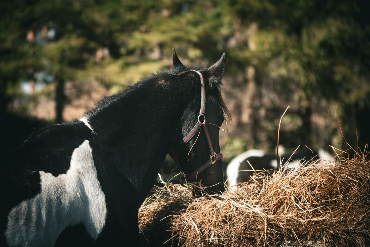 Co jedzą konie? Kompletny poradnik żywienia koni