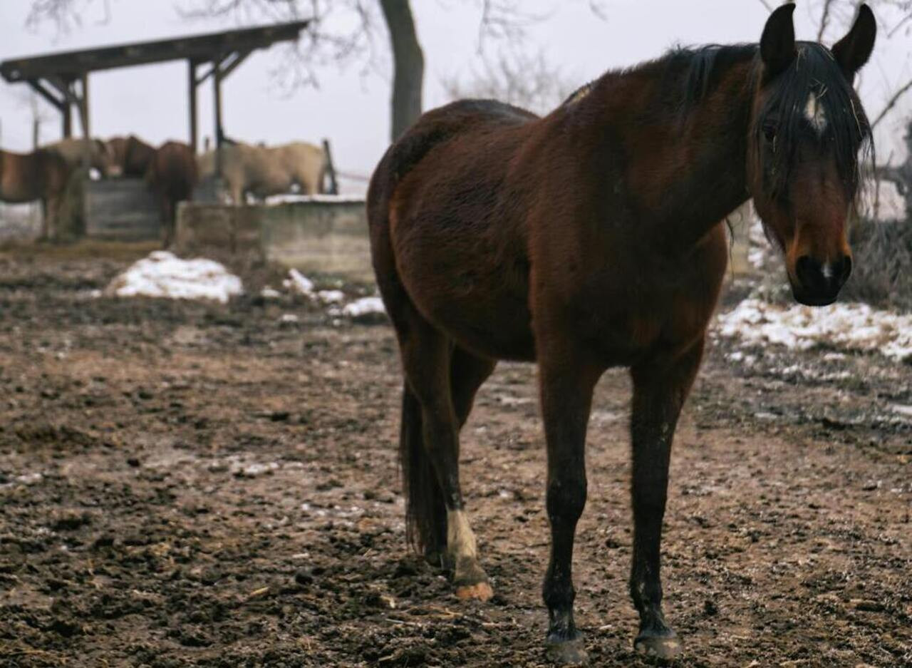 Gruda u konia – kompleksowy przewodnik: objawy, przyczyny i skuteczne leczenie