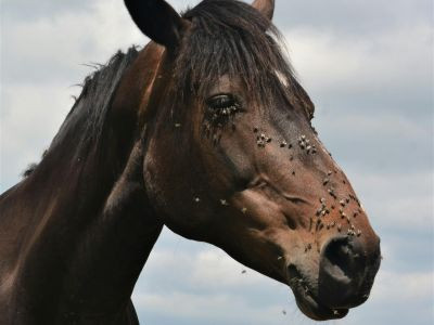 Muchy w stajni i na pastwisku - jak skutecznie pozbyć się problemu