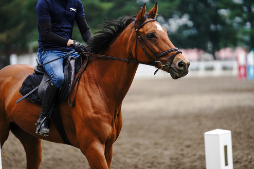 Co to jest uzda i do czego służy?
