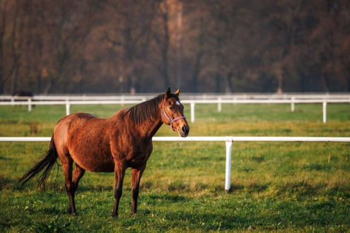 Ciąża u konia. Jak długo trwa i jak ją rozpoznać?
