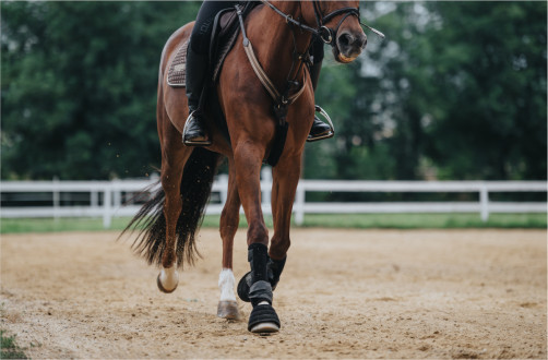 Rodzaje ogłowia dla koni