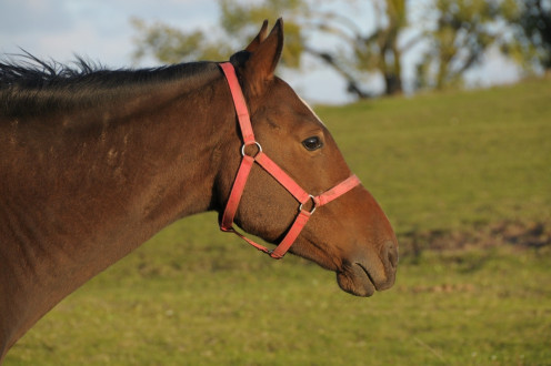 Czym jest i do czego służy kantar?