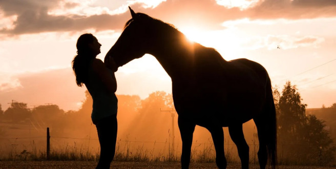 Jak długo żyje koń? Jak dbać o zdrowie konia, aby zapewnić mu długowieczność?