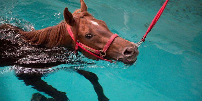 Czy konie potrafią pływać? Fakty o ich zdolnościach w wodzie