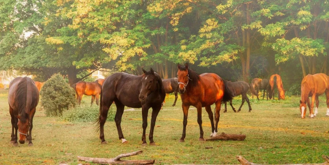 Jaka rasa konia będzie najlepsza na początek? Przewodnik dla początkujących jeźdźców