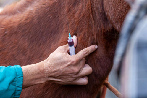 Bolerioza u koni – objawy, leczenie i profilaktyka choroby