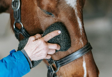 Magnetoterapia konia sportowego – czy warto inwestować?