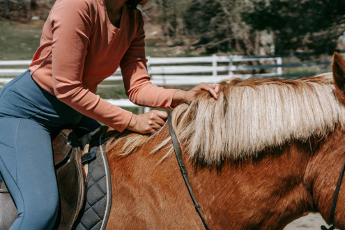 Jaki szampon dla konia wybrać? Przewodnik po najlepszych produktach