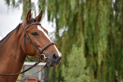 Jak zakładać ogłowie? Praktyczny przewodnik dla każdego jeźdźca