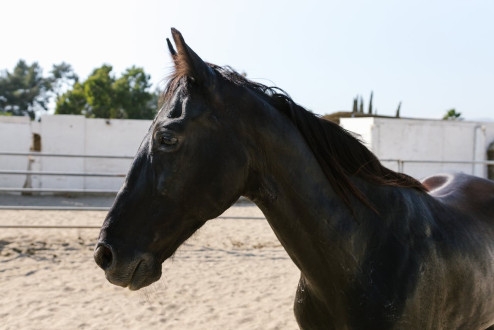 Woltyżerka – akrobatyka na końskim grzbiecie dla odważnych