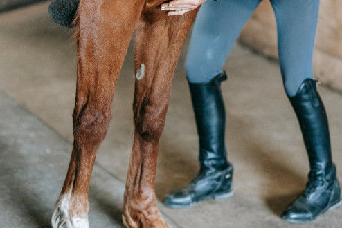 Szpat u koni – jak rozpoznać i leczyć tę dolegliwość stawów?