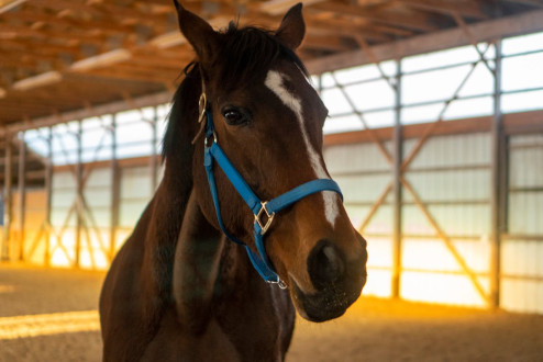 Rehabilitacja koni – klucz do zdrowia i sprawności Twojego wierzchowca
