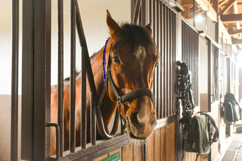 Najlepsze elektrolity dla konia – wybór i zastosowanie w praktyce