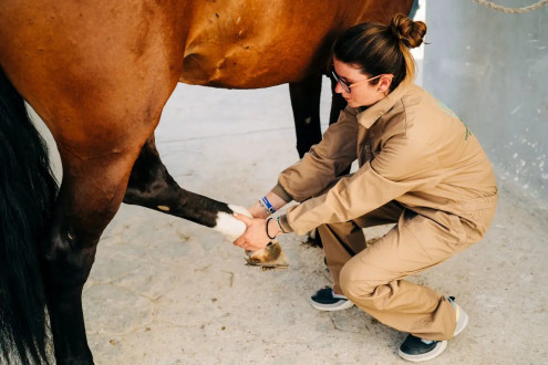 Fizjoterapia koni – czym jest i czy Twój koń jej potrzebuje?