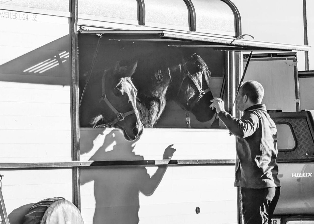Transport konia latem – jak bezpiecznie zaplanować podróż?