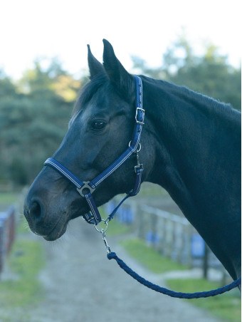 Kantar BUSSE Smooth Soft
