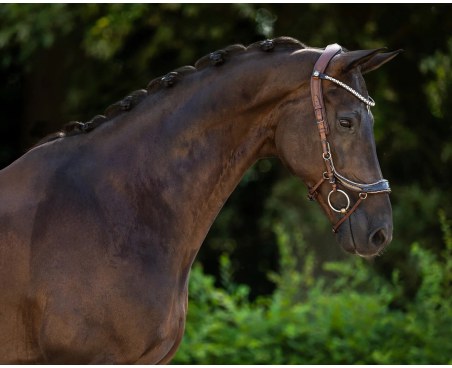 Ogłowie PresTEQ FaySport Glitter | Sklep jeździecki Horse-Trade.pl