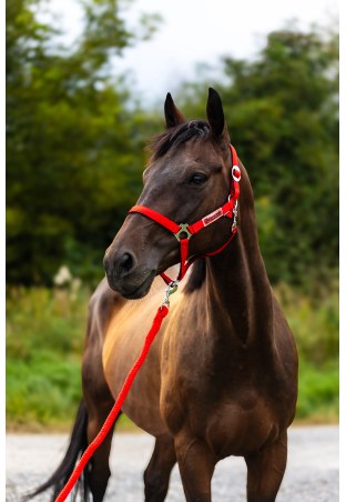 Kantar HORSE-TRADE Soft Neon
