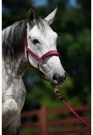 Kantar EQUESTRIAN QUEEN Athens 26AW