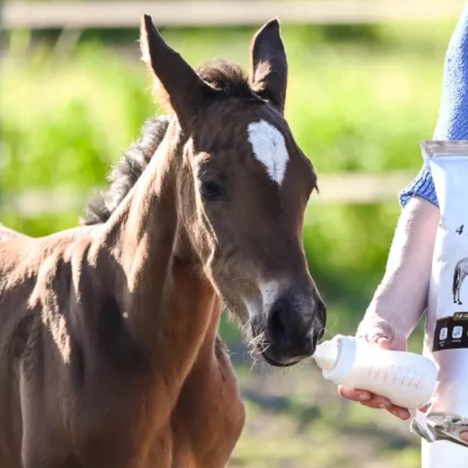 Wsparcie koni hodowlanych